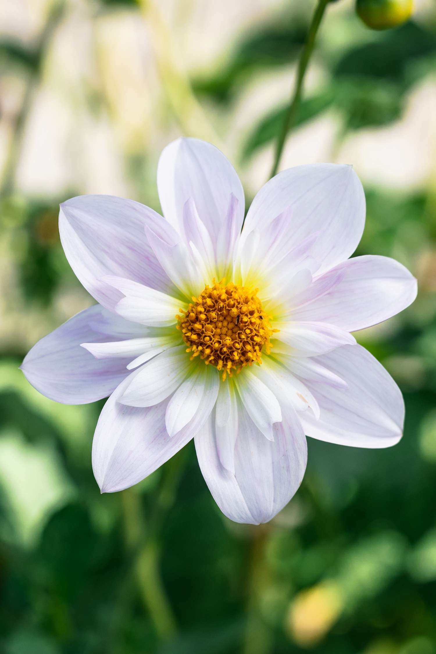 Daalia 'Teesbrooke Audrey'